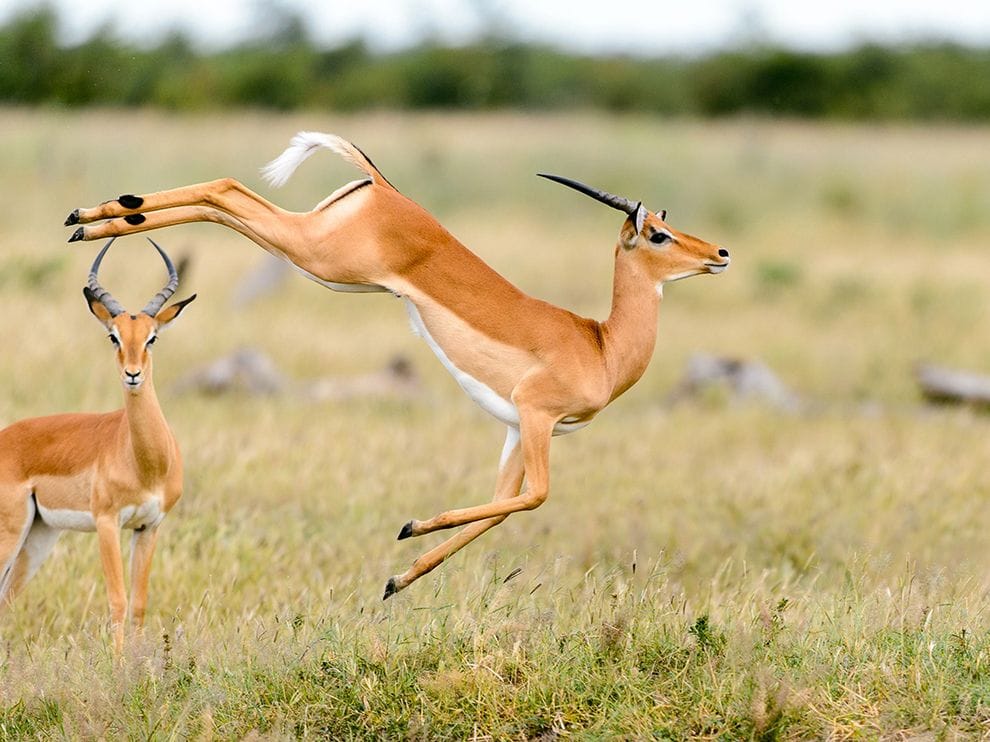 antilope-impala-afrique-du-sud-decouverte.jpg