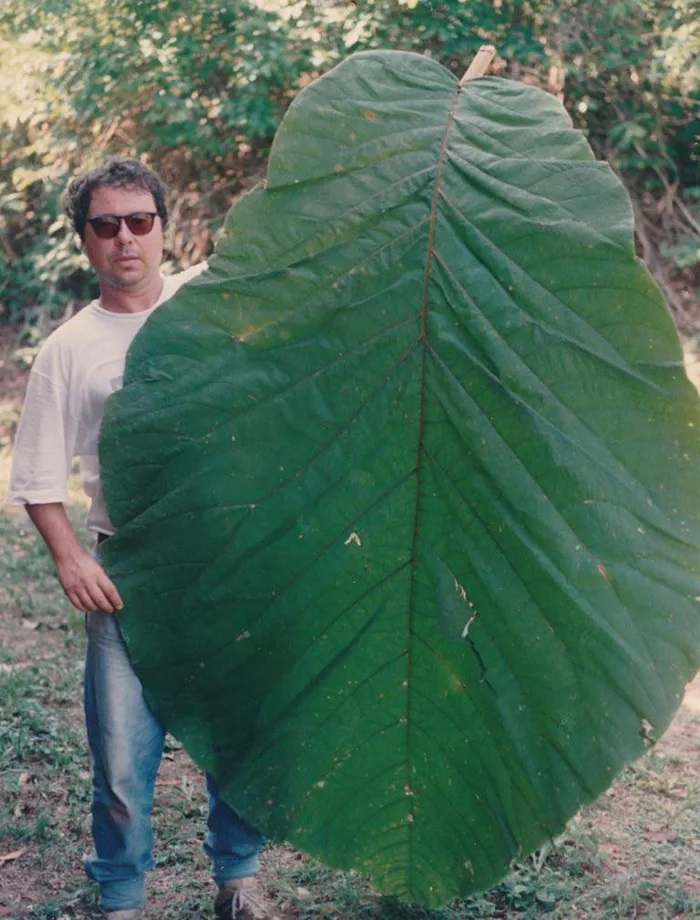 gjethja-me-e-madhe-ne-bote.jpg