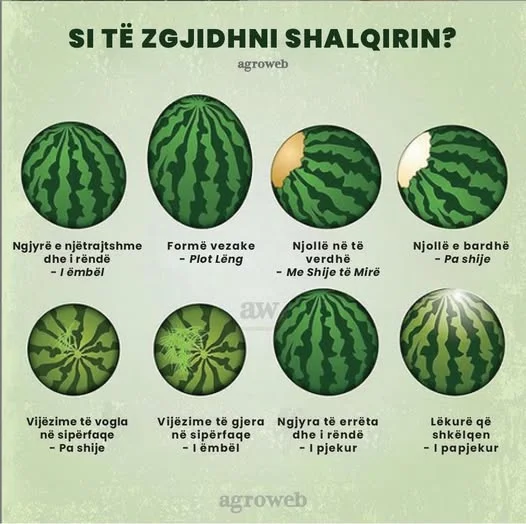 si te zgjedhim b....webp